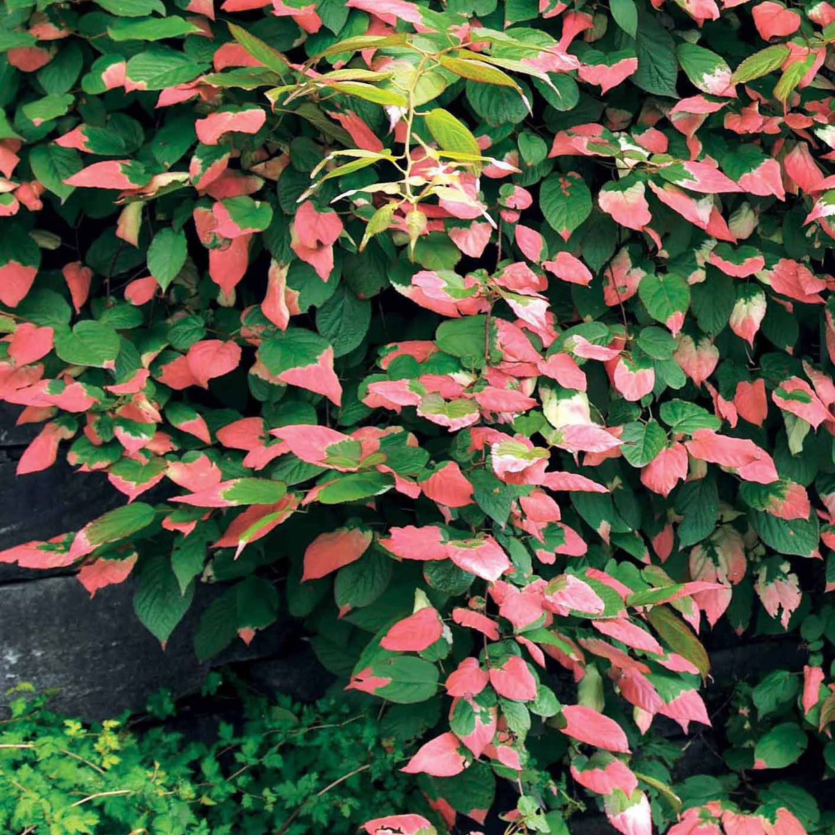 Sier kiwi - Actinidia kolomikta - Bakker
