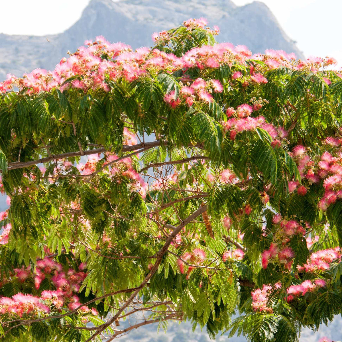 Perzische slaapboom 'Rosea' - Albizia julibrissin rosea - Bakker