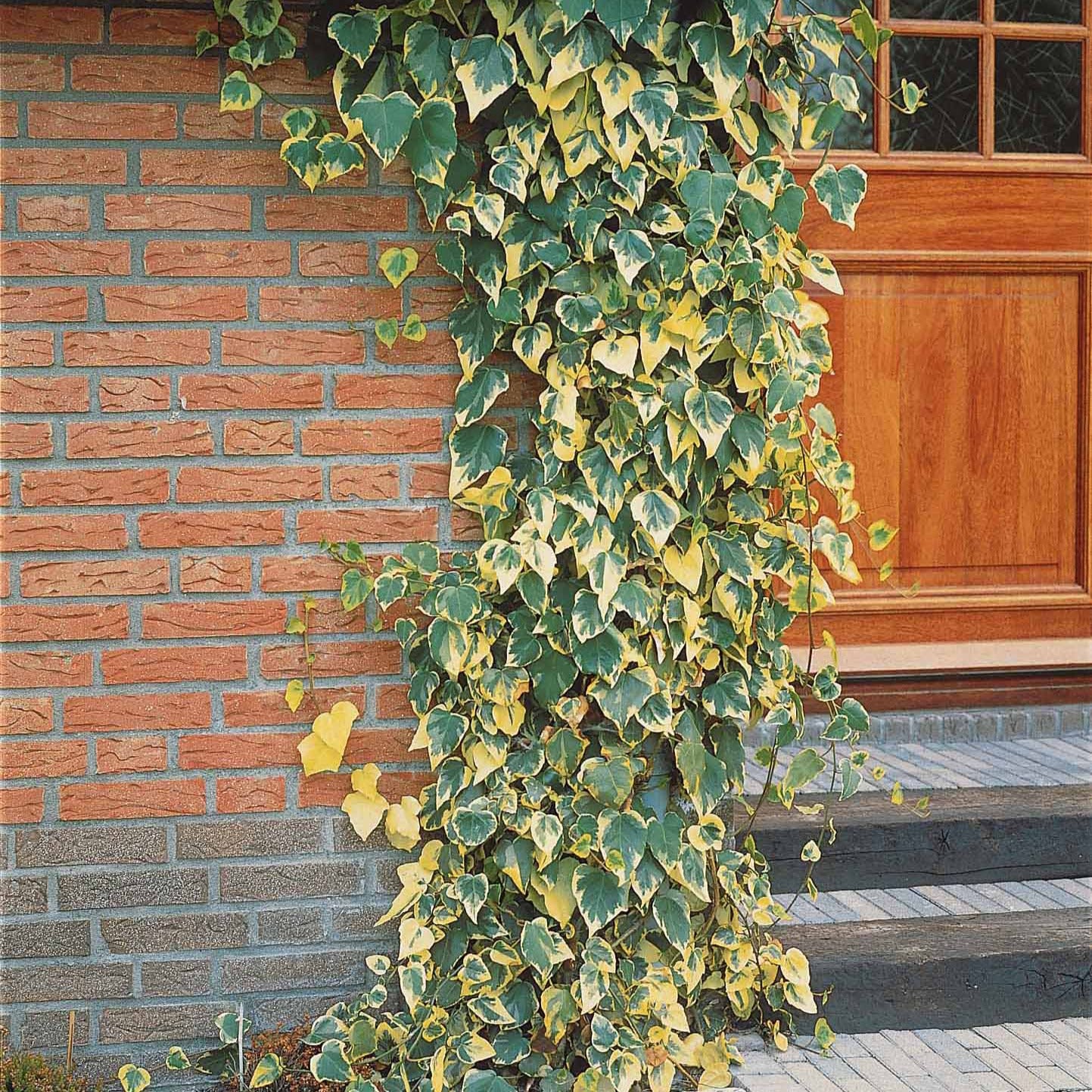 Klimop'Dentata Variegata' - Hedera colchica dentata variegata