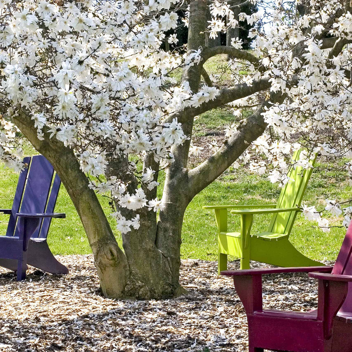 Verkoop Stermagnolia - Magnolia stellata