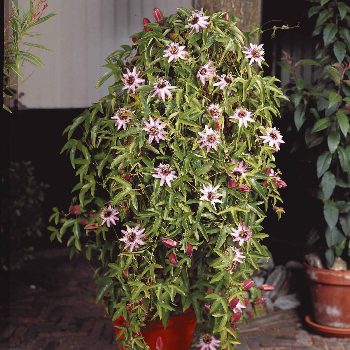 Passiflora caerulea victoria - Passiebloem 'Victoria' - Passiebloem