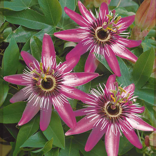 Passiebloem 'Victoria' - Bakker