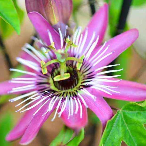 Passiebloem 'Victoria' - Bakker