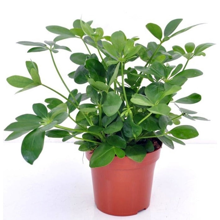 Vingerplant - Schefflera arboricola - Bakker