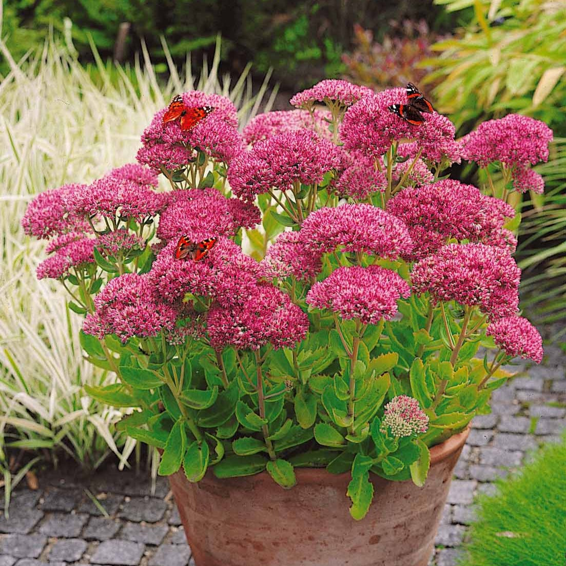 Roze hemelsleutel - Sedum spectabile - Bakker