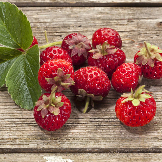 Aardbei 'Framberry'® (x2) - Bakker