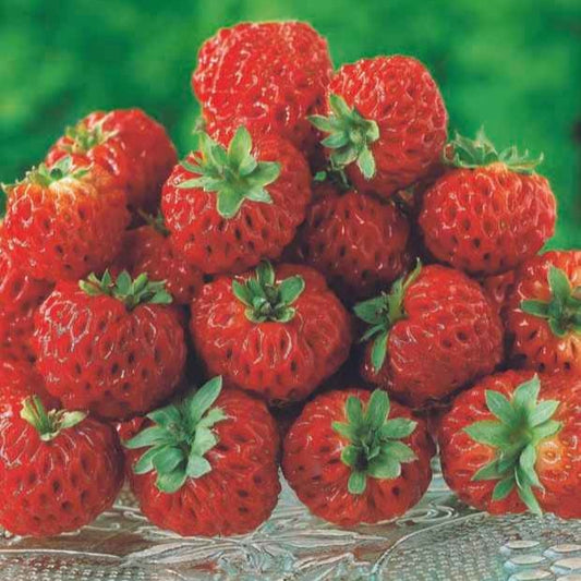 Aardbei 'Framberry'® (x2) - Bakker