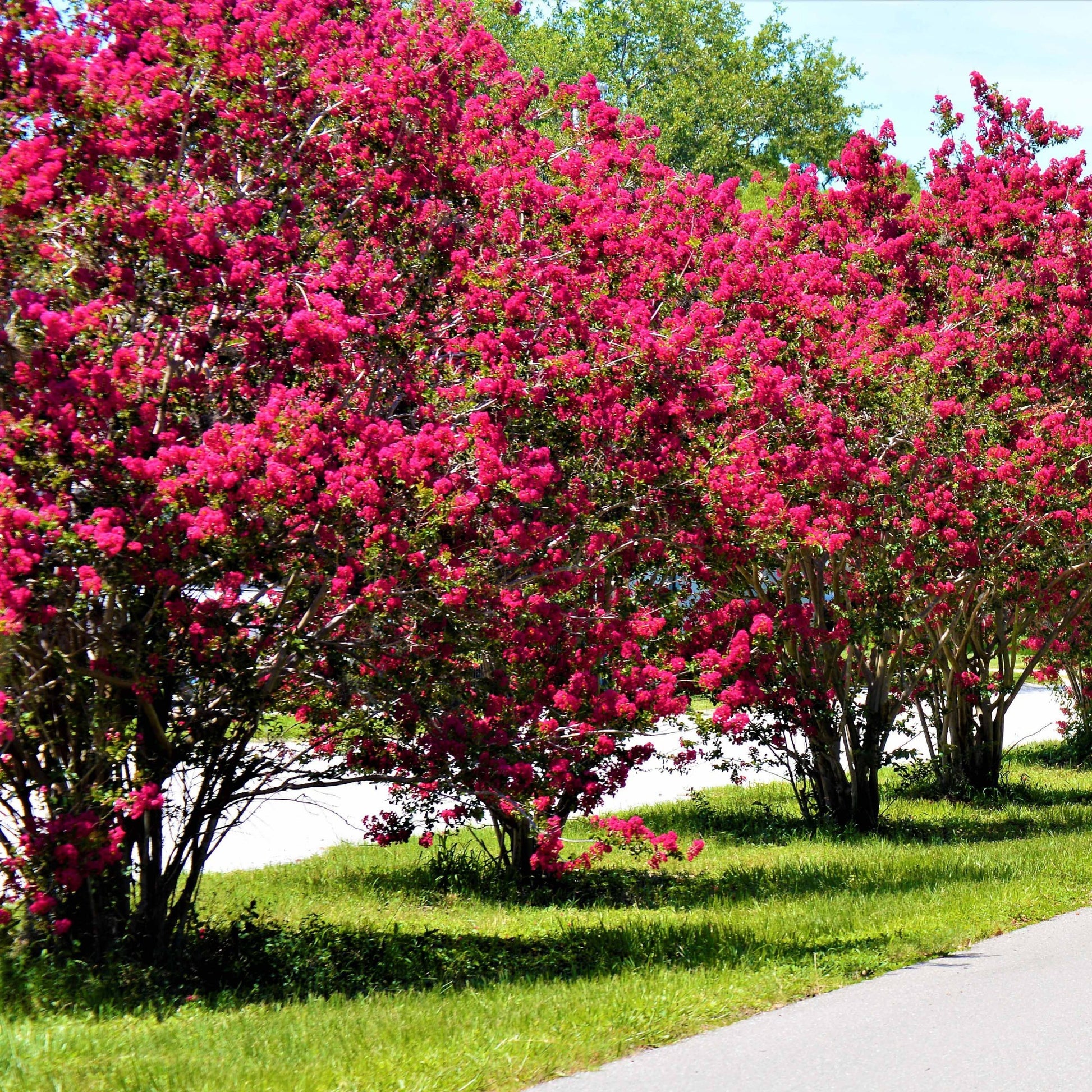 Collectie Indische seringen: rood, paars, wit (x3) - Lagerstroemia indica - Bakker