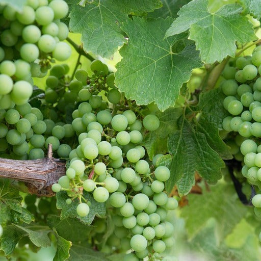Druif 'Chardonnay' - Bakker