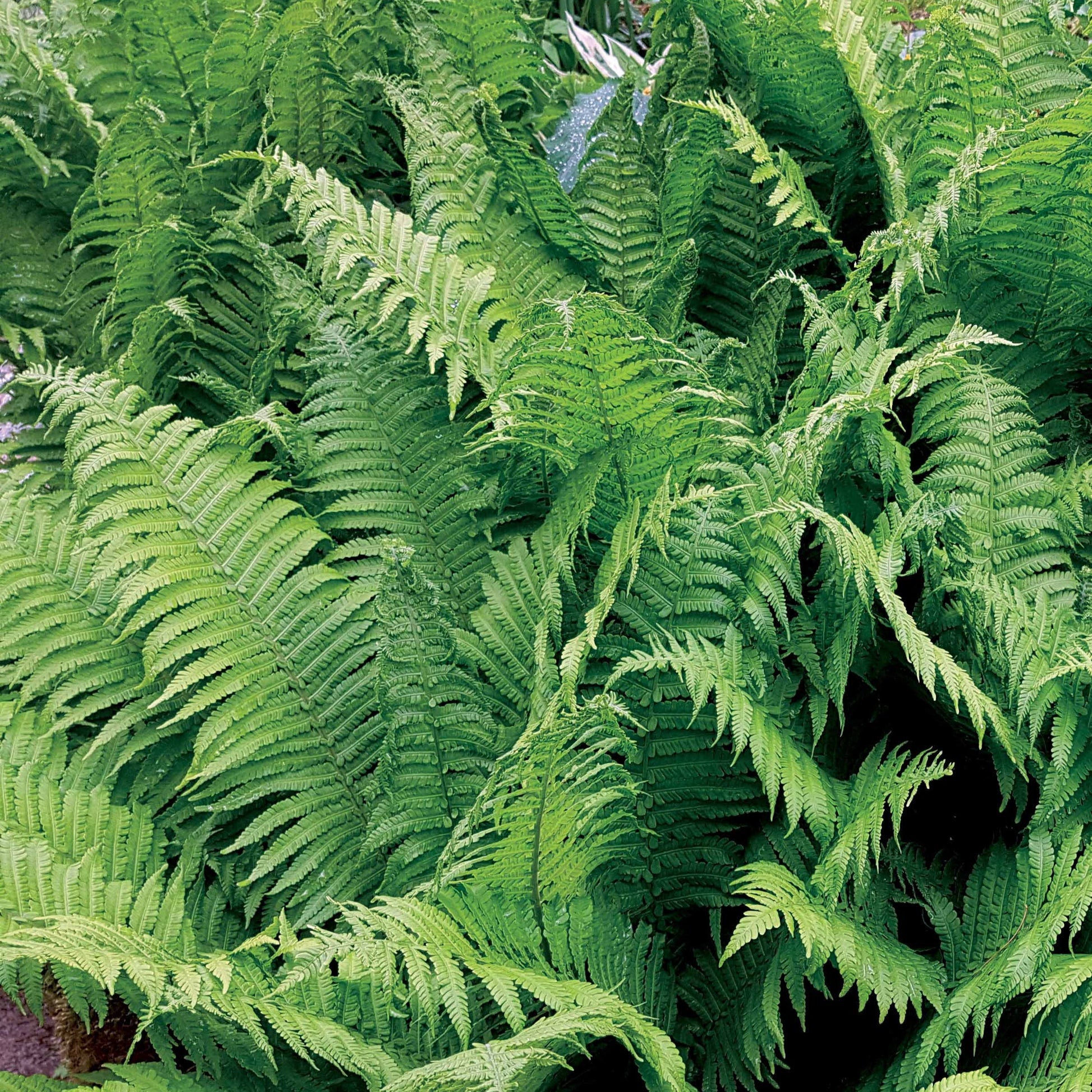 Verkoop Struisvaren (x2) - Matteuccia struthiopteris