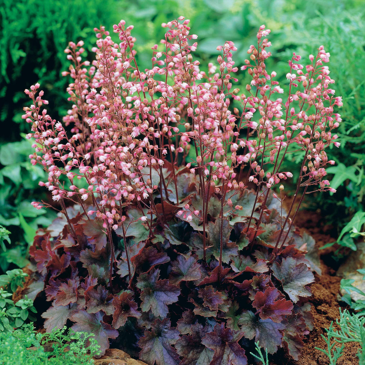Purperklokje 'Cassis' - Bakker