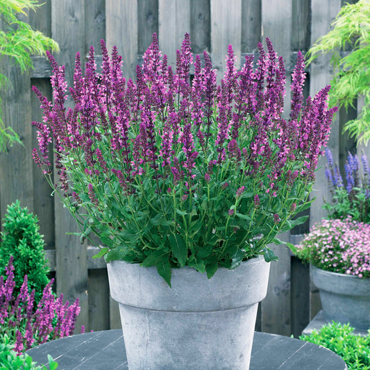 Salie 'Friesland Pink' (x3) - Salvia nemorosa friesland pink - Tuinplanten