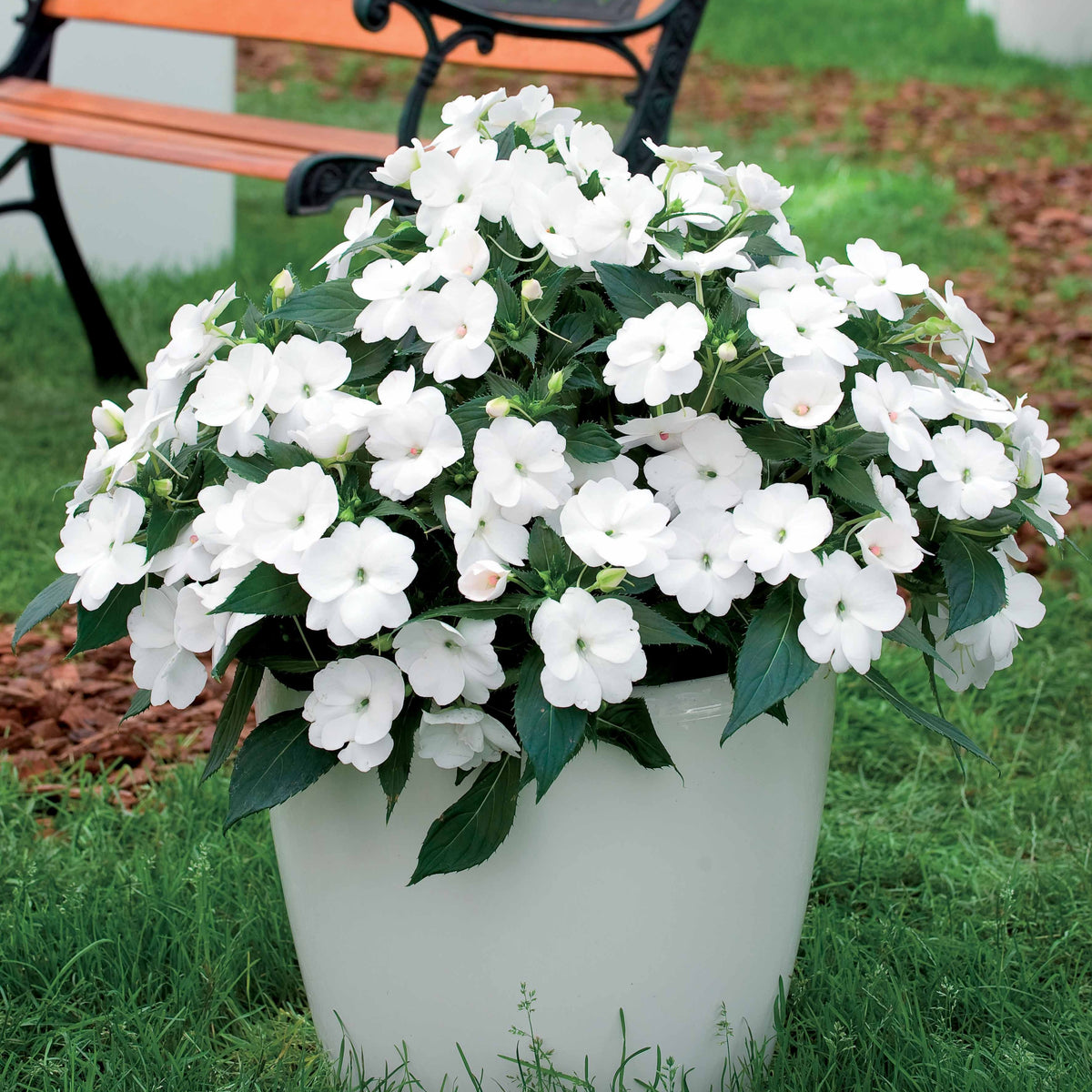 Witte zonnebloemen (x3) - Bakker