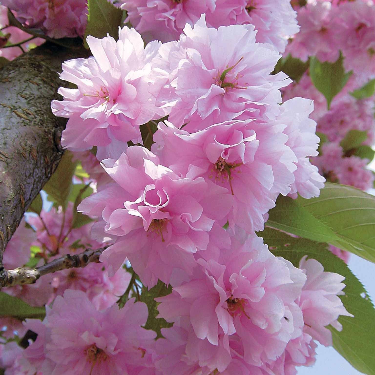 Japanse sierkers 'Kanzan' - Prunus serrulata Kanzan - Bakker