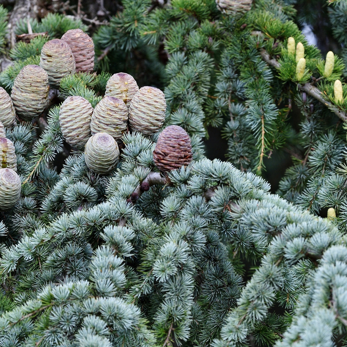 Verkoop Blauwe ceder - Cedrus atlantica glauca
