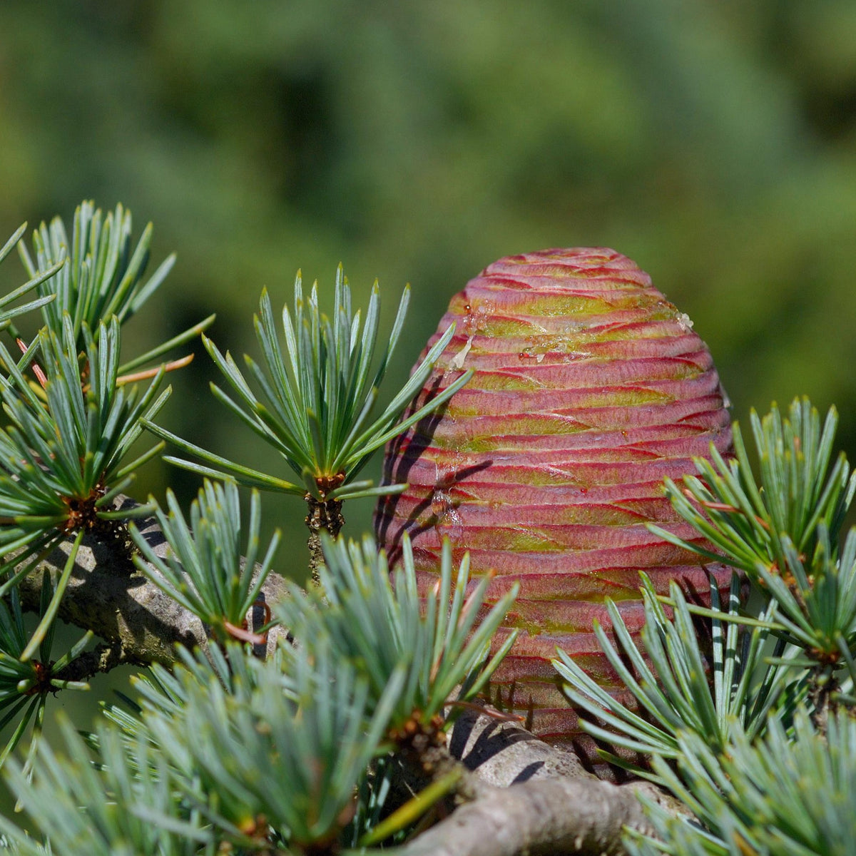 Coniferen - Blauwe ceder - Cedrus atlantica glauca