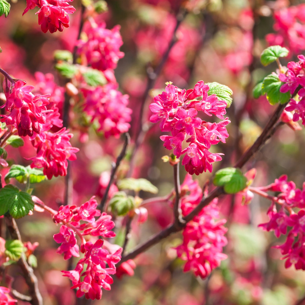 Rode ribes 'King Edward' - Ribes sanguineum King Edward VII - Bakker
