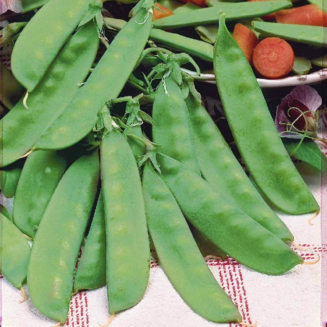 Pisum sativum héraut - Peulen 'Héraut' - Peulvruchtenzaden