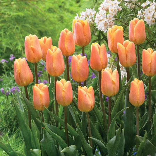 Triumph tulpen 'Bellville' (x10) - Bakker