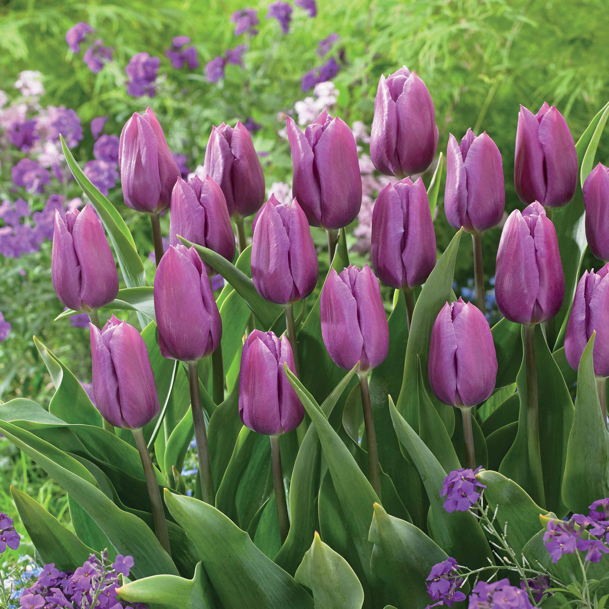 Triumph tulpen 'Blue beauty' (x10) - Bakker