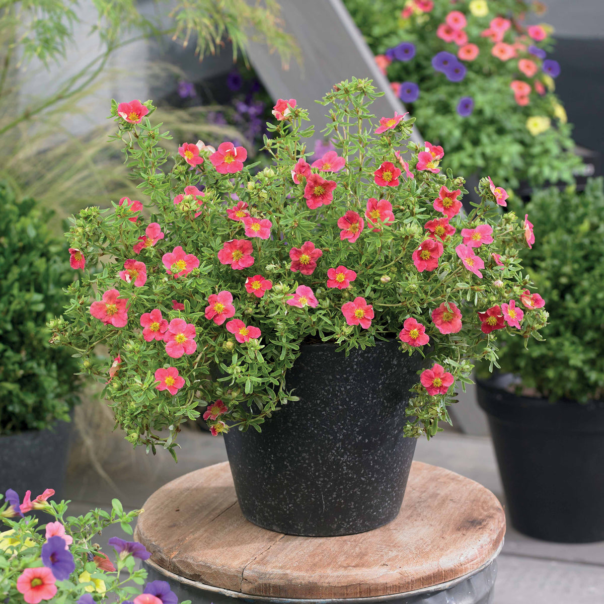 Potentilla fruticosa danny boy - Ganzerik 'Danny Boy' - Bloeiende heesters