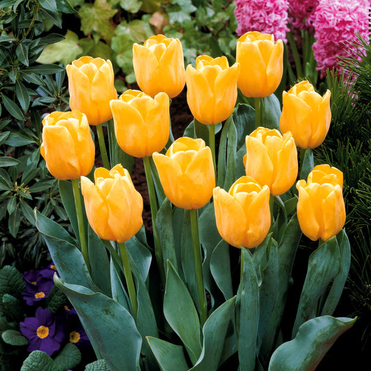 Langstelige tulp geel (x5) - Bakker
