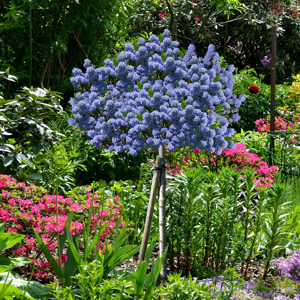 Amerikaanse sering 'Blue Mound' op stam - Ceanothus blue mound - Bakker
