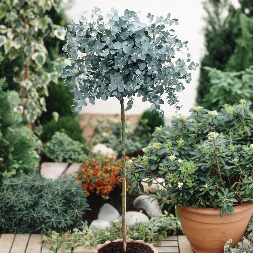 Gomboom op stam - Eucalyptus baby blue - Bakker