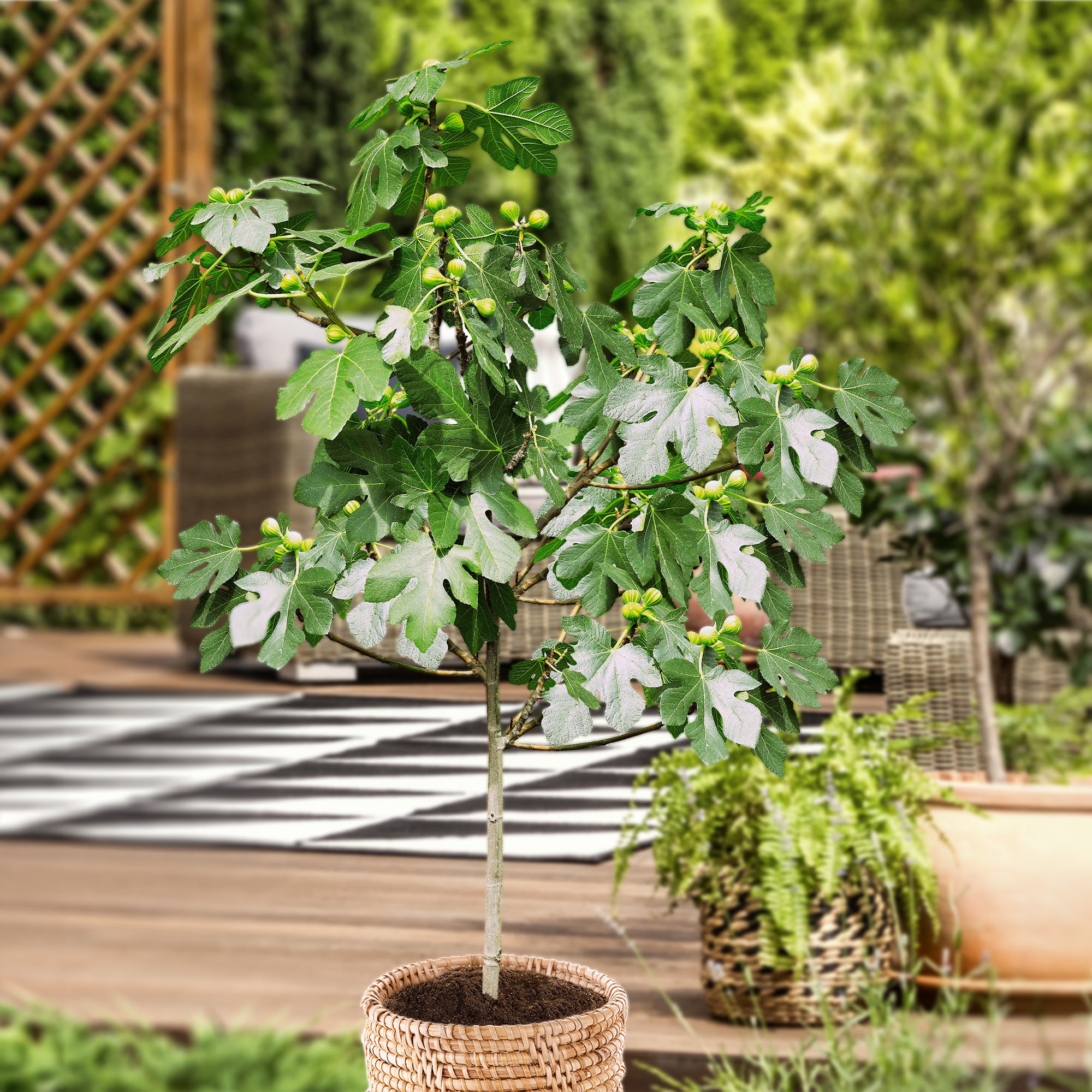 Vijgenboom op stam Ficus carica Brown Turkey