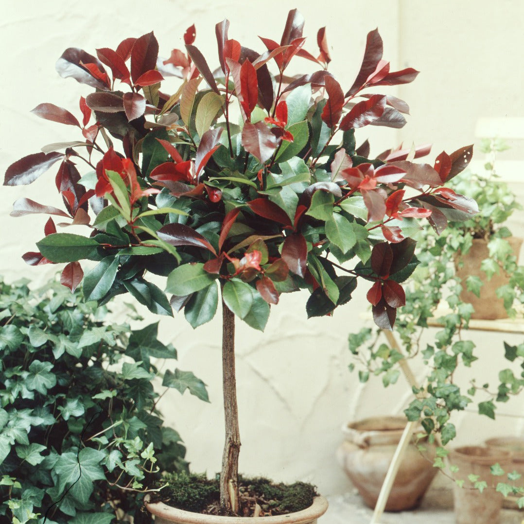 photinia red robin wanneer planten Glansmispel 'Red Robin' 3L pot op stengel - Photinia x fraseri Red Robin