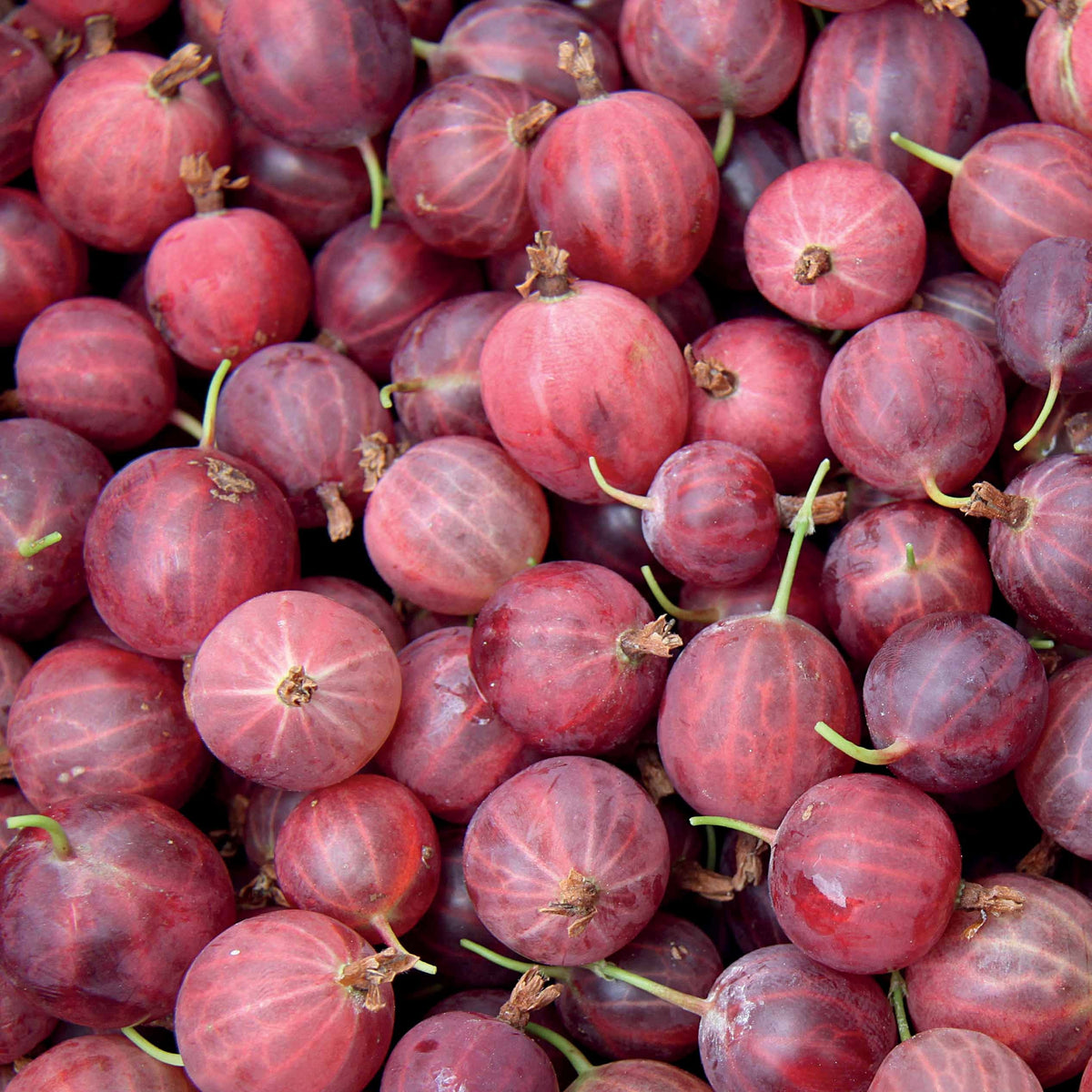 Kruisbes - Bakker
