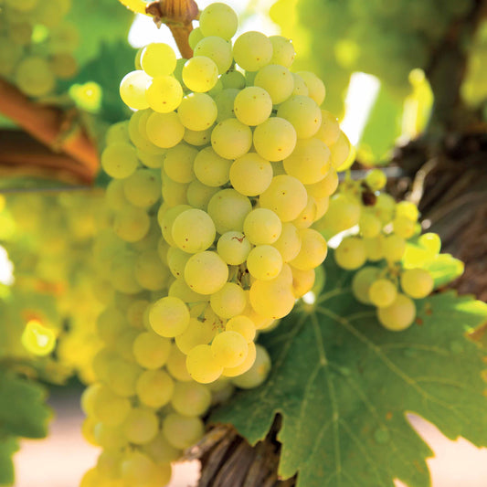 Witte druif 'Vroege van der Laan' - Bakker