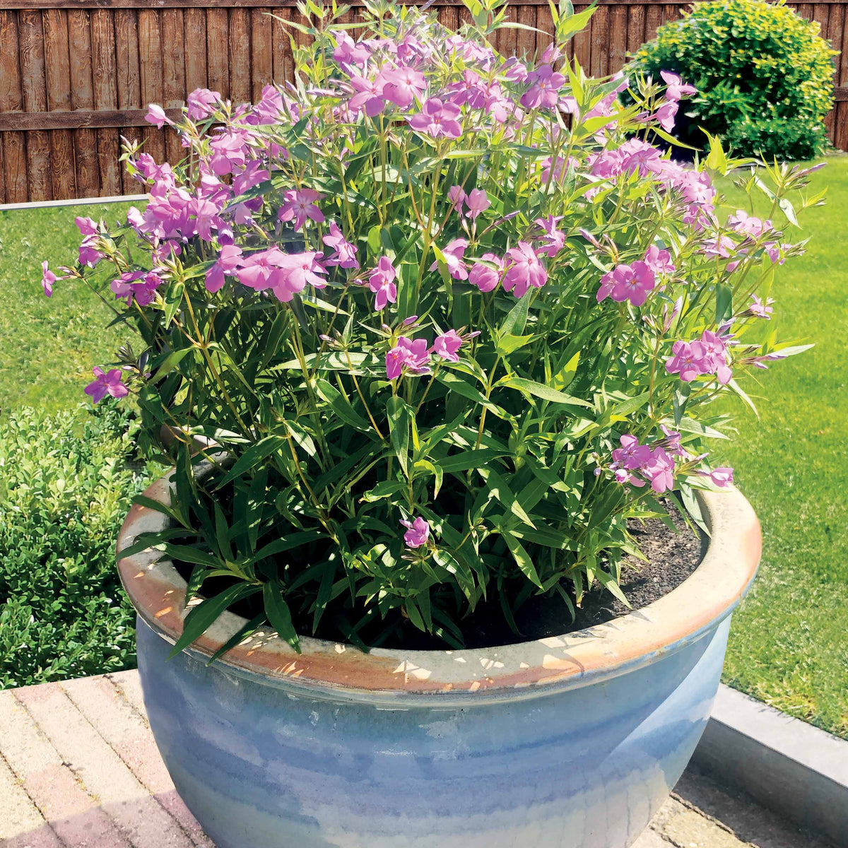 Vlambloem Forever Pink (x2) - Bakker
