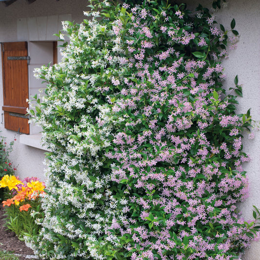 Toscaanse jasmijn - roze + wit (x2) - Trachelospermum jasminoides - Tuinplanten