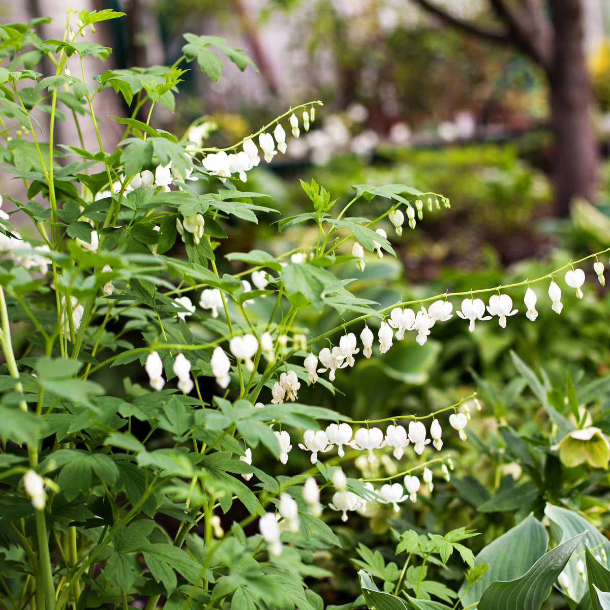 Gebroken hartje 'Alba' - Dicentra spectabilis Alba - Bakker