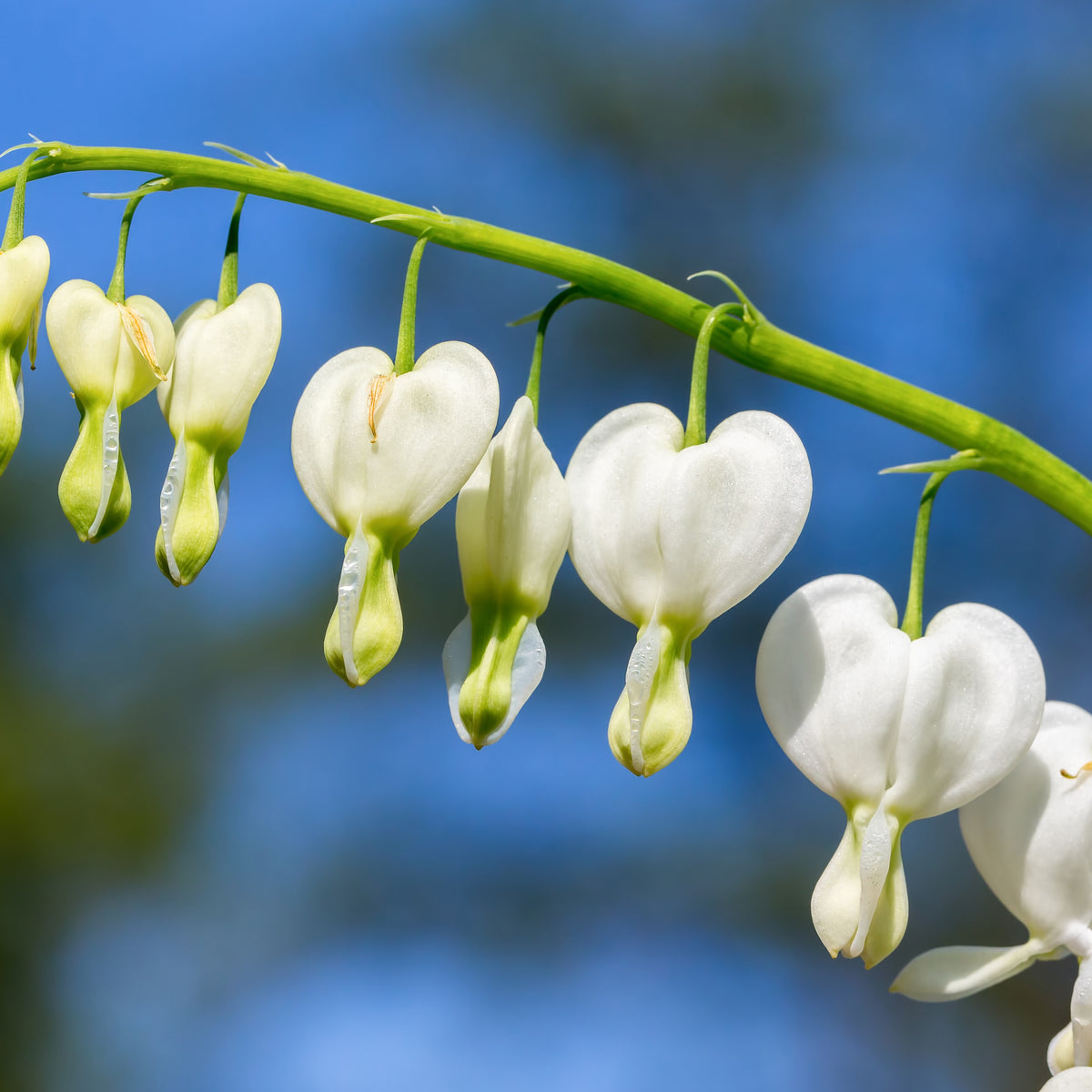 Dicentra spectabilis Alba - Gebroken hartje 'Alba' - Gebroken hartje