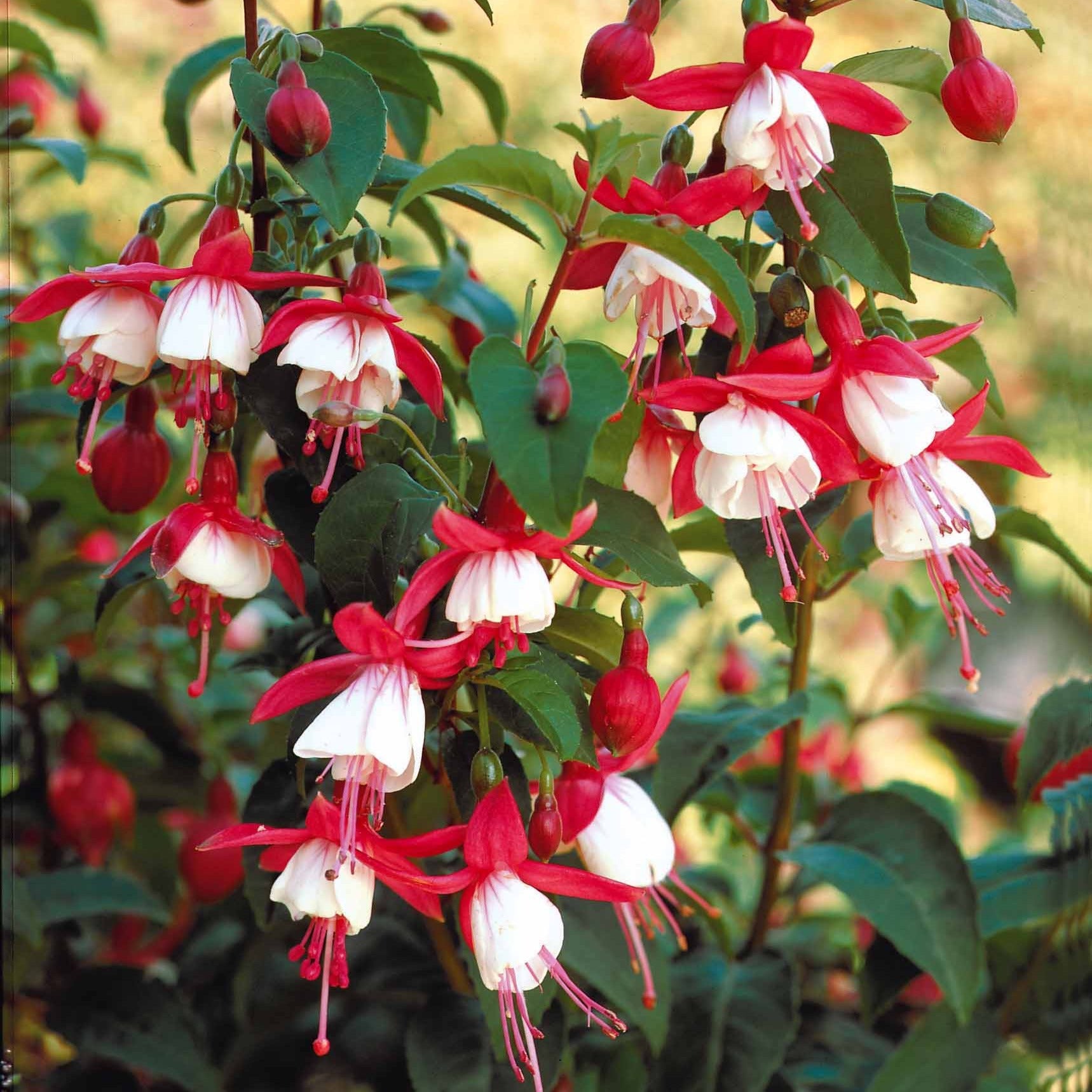 Fuchsia Madame Cornelissen - Bellenplant 'Madame Cornelissen' - Fuchsia