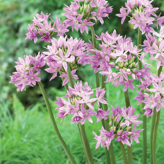 Allium 'Eros' (x20) - Bakker