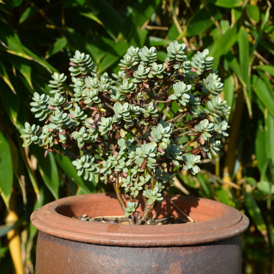 Struikveronica - Bakker