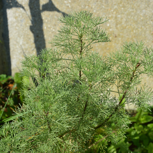 Colakruid 'Martima' - Bakker