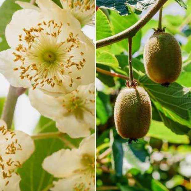 Duoset Hayward en mannelijke Kiwi's - Bakker