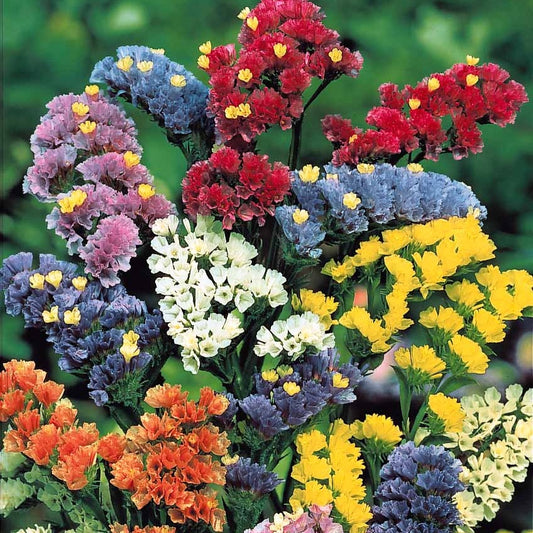 Bloemzadenmix voor boeket - Bakker