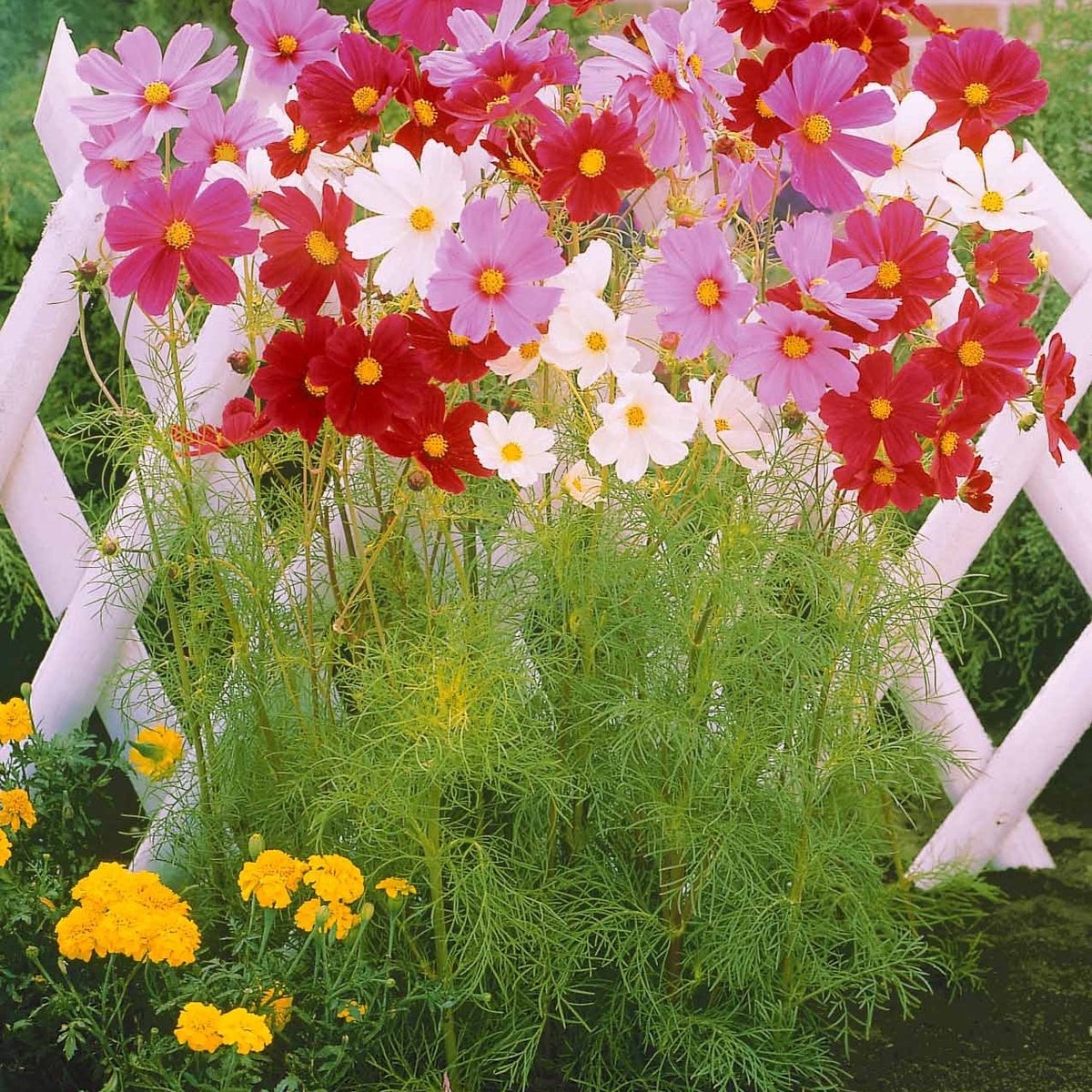 Collection fleurs à couper à semer - Bloemzadenmix voor boeket - Gemengde bloemzaden