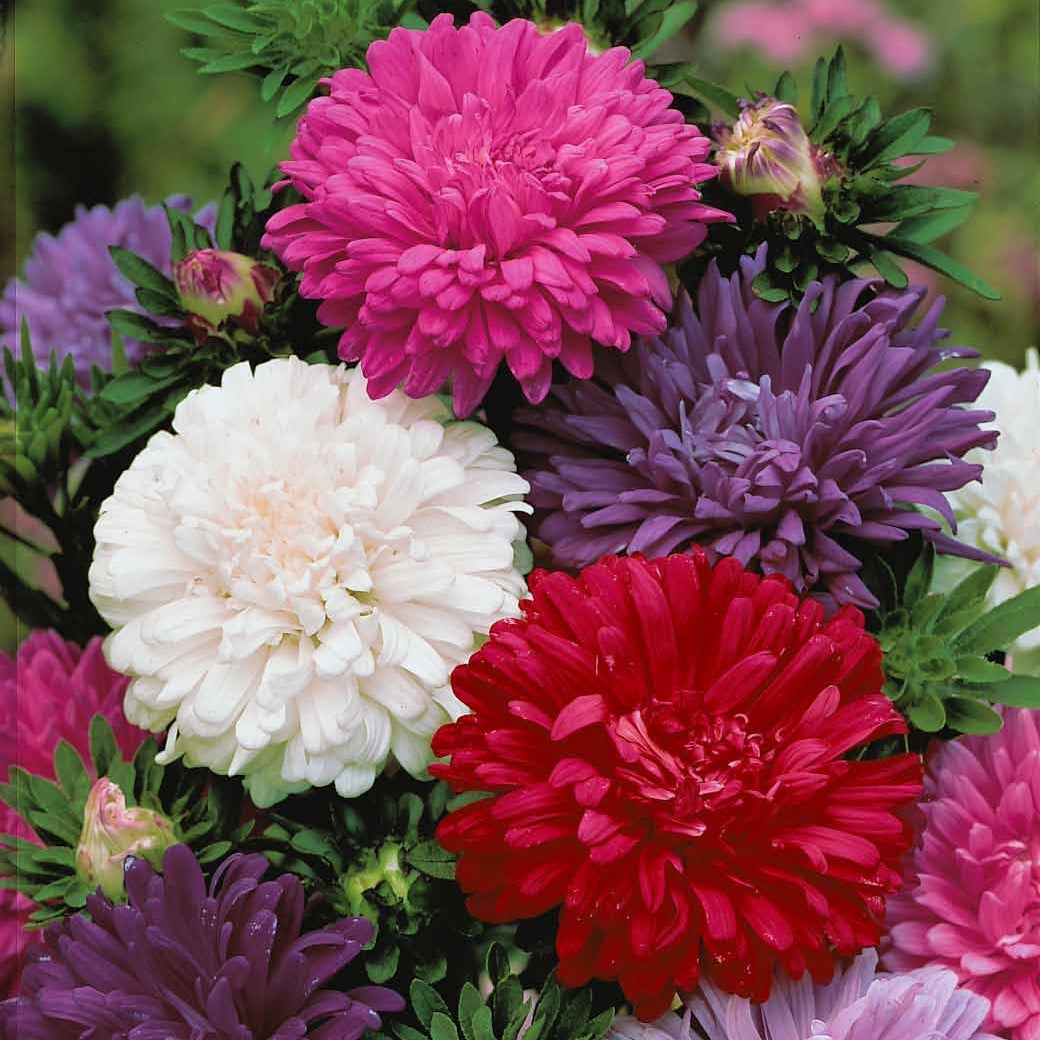 Collection de reines-marguerites - Madeliefjes Mix - Gemengde bloemzaden