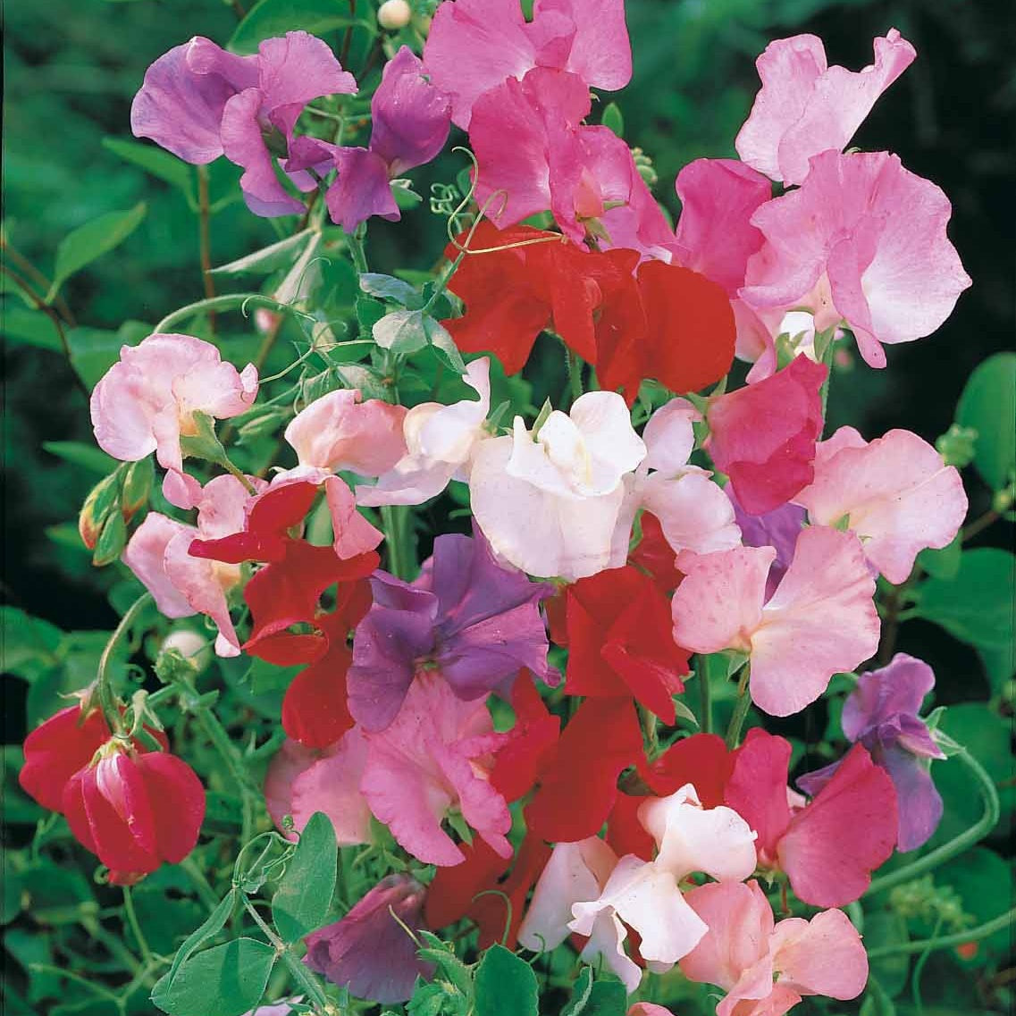 Pronkerwt Mix 'Spencer' - Lathyrus odoratus spencer - Bakker