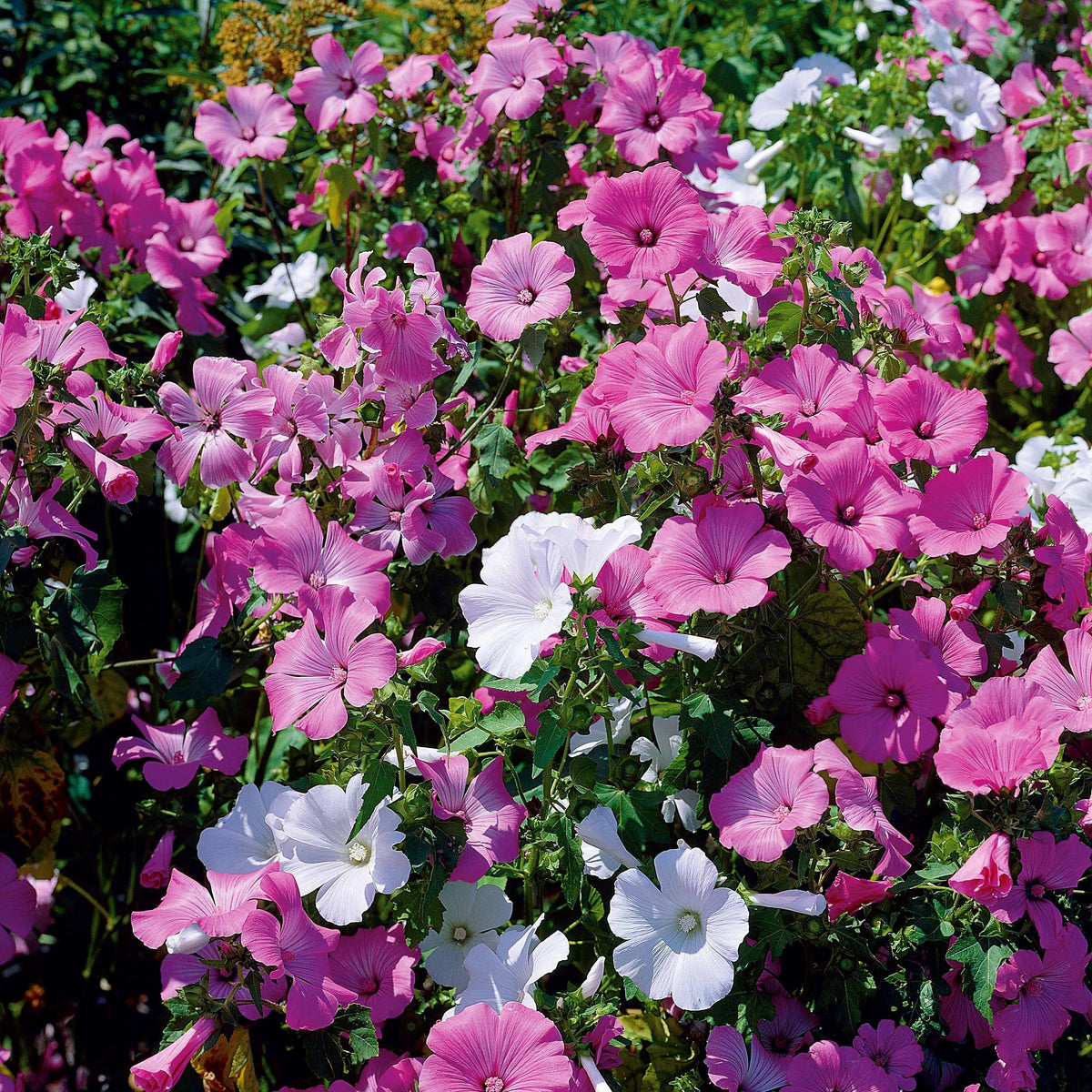 Grootbloemige struikmalva Mix - Lavatera trimestris - Bakker