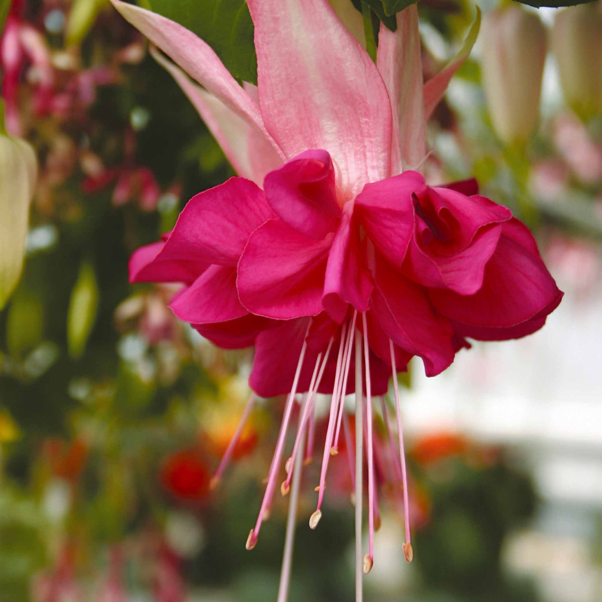 Verkoop Bellenplant Mix 'Bicentennial' + 'Dark Eyes' + 'Bella Rosel' (x6) - Fuchsia Bicentennial, Dark Eyes, Bella Rosella