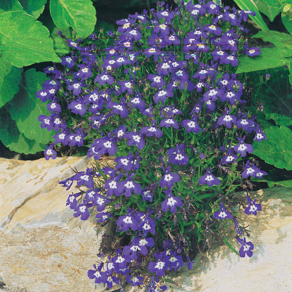 Verbena, pelargonium zonale, lobelia erinus - Zomerbloeiers Mix - pastelkleurig (x3) - Vaste planten