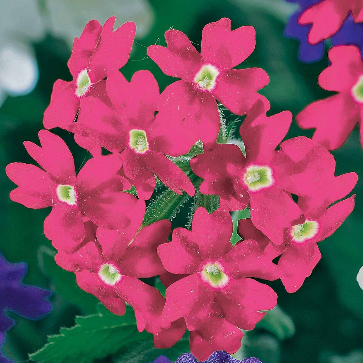Verkoop Zomerbloeiers Mix - pastelkleurig (x3) - Verbena, pelargonium zonale, lobelia erinus