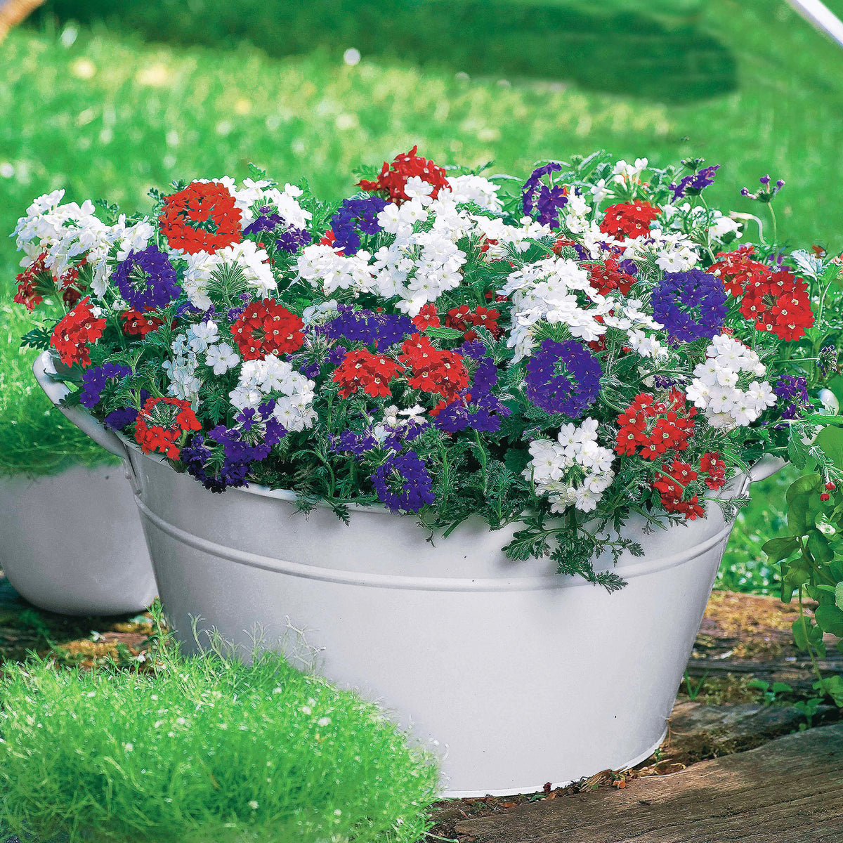 Verbeninoedega Collecolle ectie (x3) - Verbena peruviana lascar, red with eye, brillant white, - Bakker